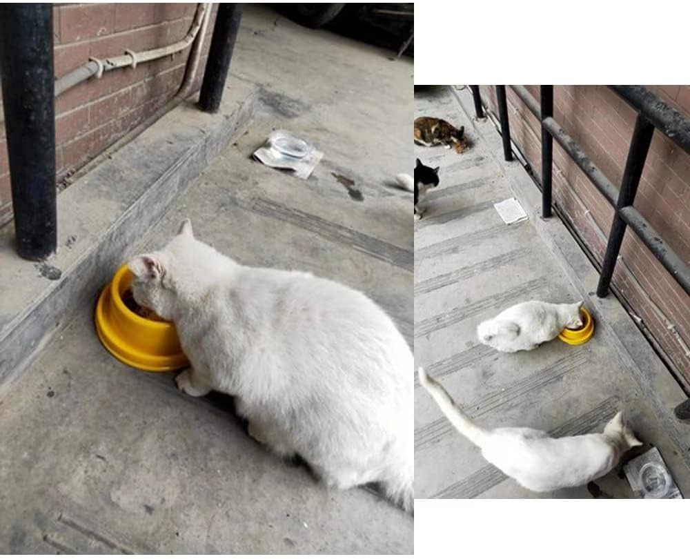 TEESUN Dog Bowl Raised Pet Food Bowls Cat Puppy Bowls round No Spill Colorful anti Ants Water Feeder Eating Bowl for Small Animals