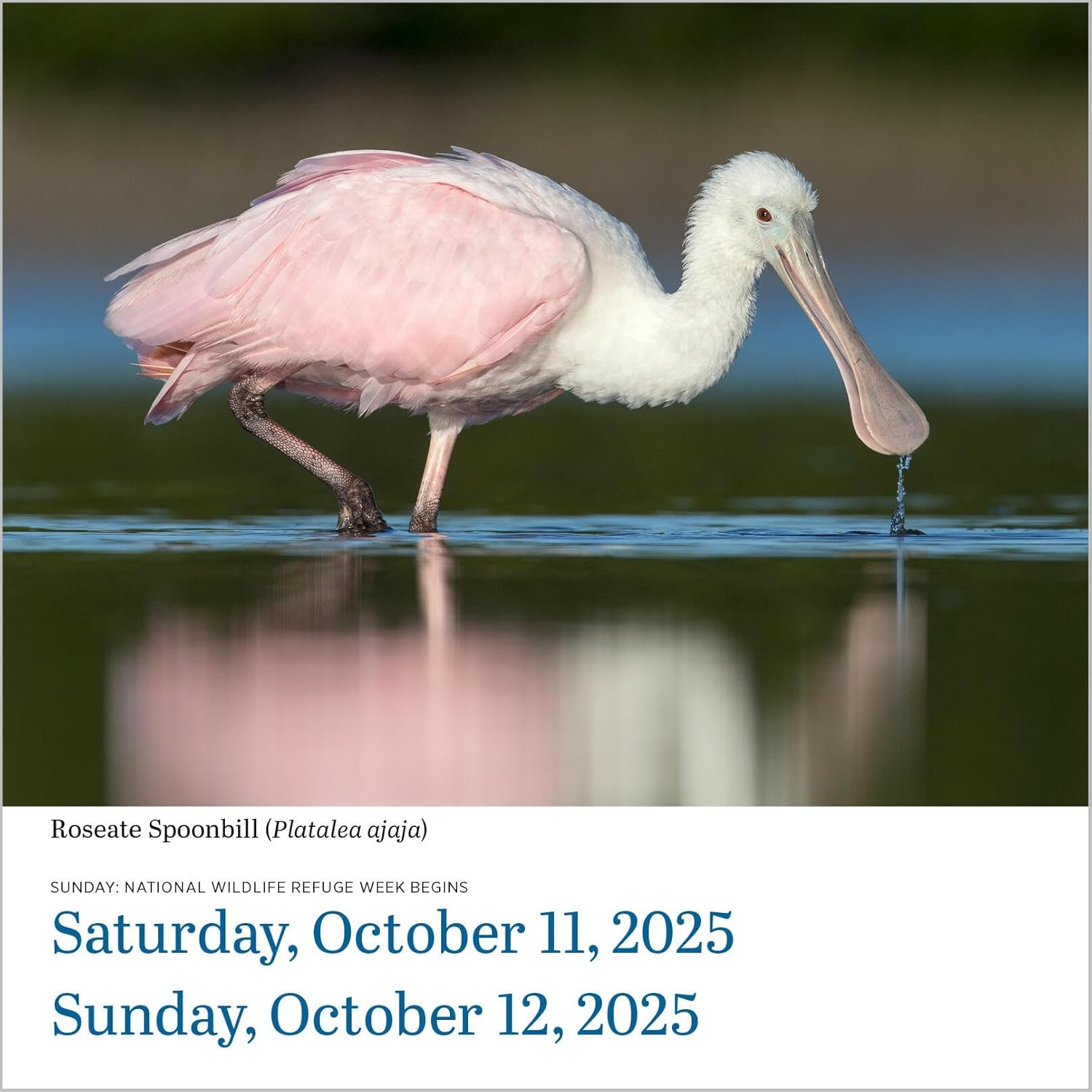 Audubon Birds Page-A-Day Calendar 2025: the World'S Favourite Bird Calendar image number 1
