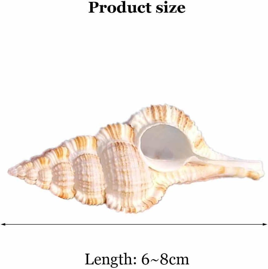 Shells,Conch Shell, Natural Large Conch 6~8Cm for Wedding Decor Beach Theme Party, Home Decorations(7-8Cm) image number 3