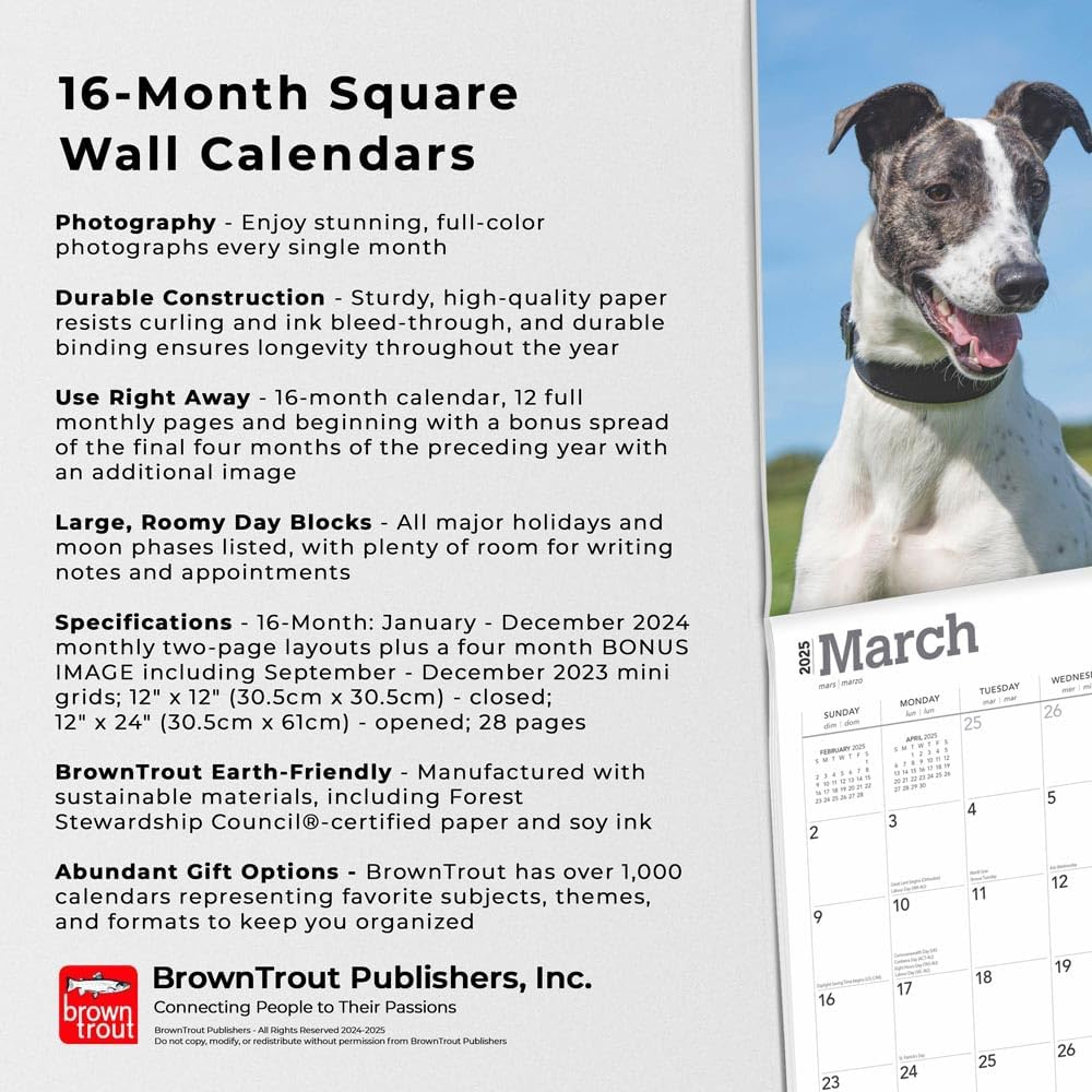 Greyhounds | 2025 12 X 24 Inch Monthly Square Wall Calendar | Plastic-Free | Browntrout | Animals Dog Breeds image number 3