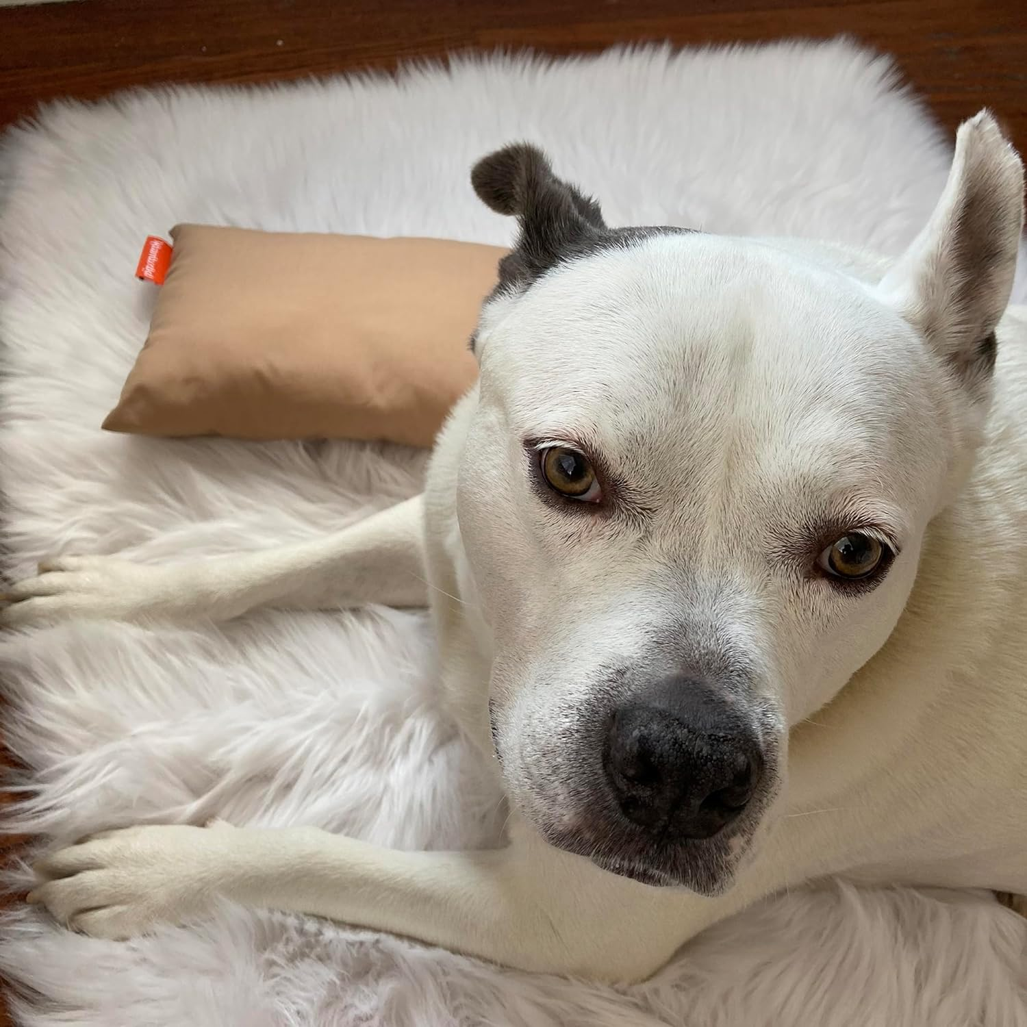 Urban Infant Pipsqueak Small Pillow - Mini 11X7 - Tiny Pillow for Travel, Dogs, Kids and Chairs - Blue image number 1