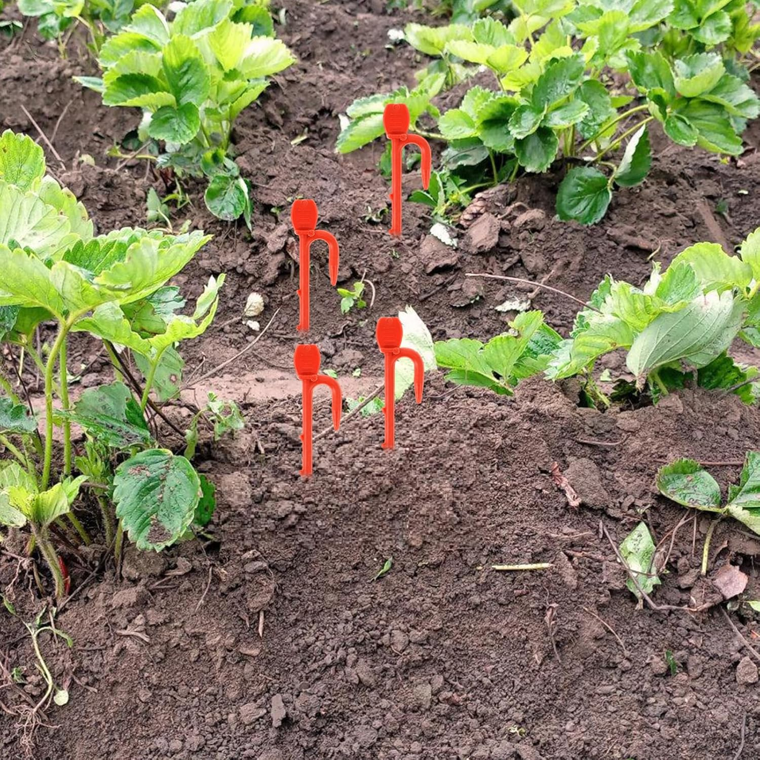 1Bag Strawberry Seedling Fork Gardening Plant Fixing Clips Reusable Vine Fixing Clip Fastening Vines Clamp Stolon Fastening Hook Bed Rails image number 3