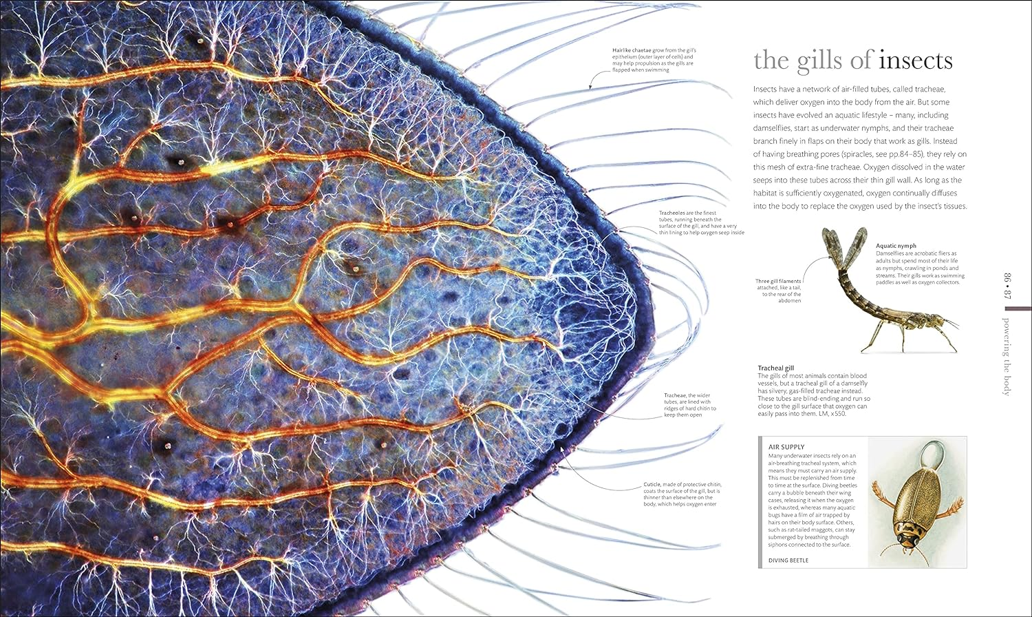 Micro Life: Miracles of the Miniature World Revealed image number 4