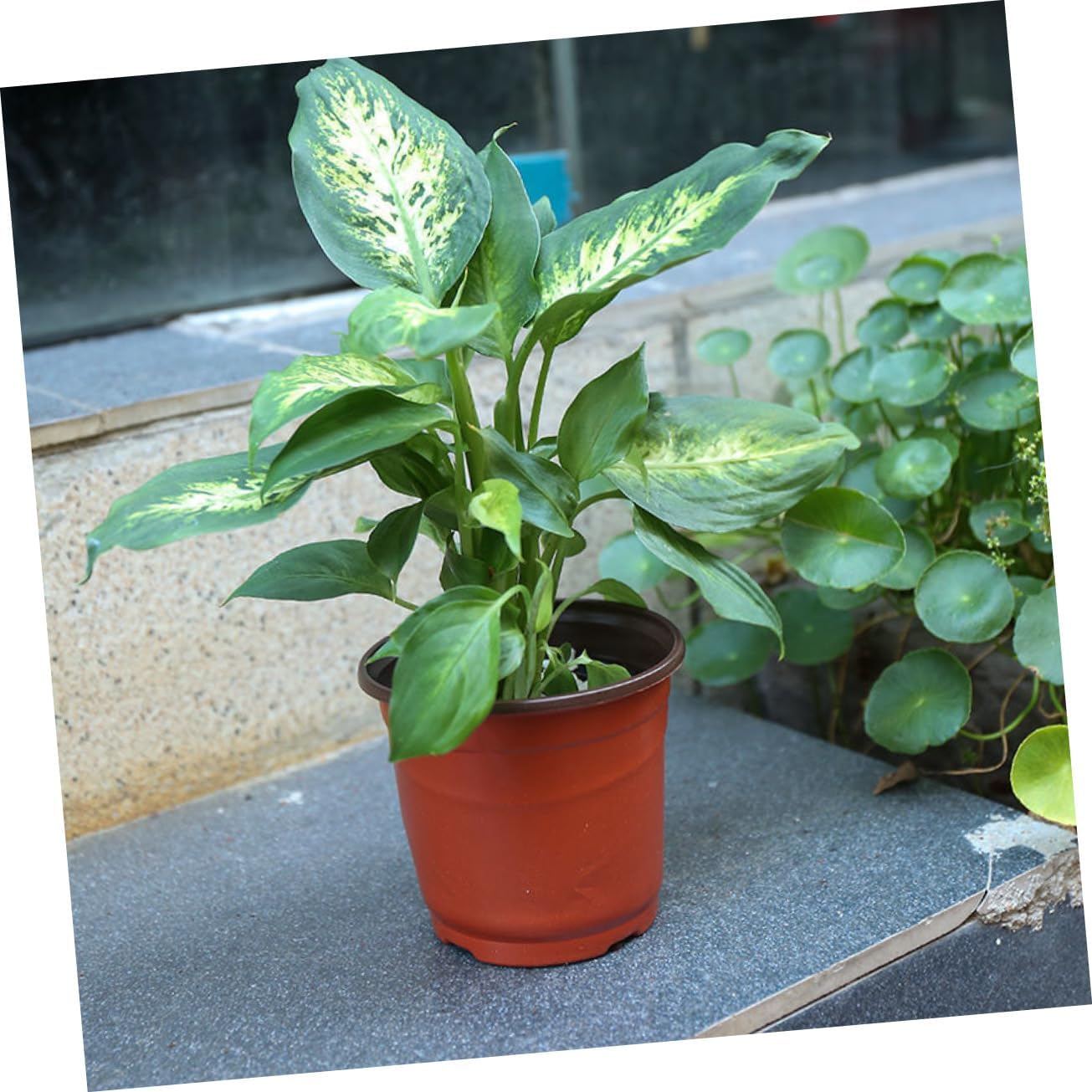 Toddmomy 20Pcs Pot Succulent Pot Planter round Tray Black Decor Garden Pots Drainage Flowerpot Flower Pot Plant Pots Indoor Pot for Plants Indoor Gardening Pots Plastic Nursery Set image number 3