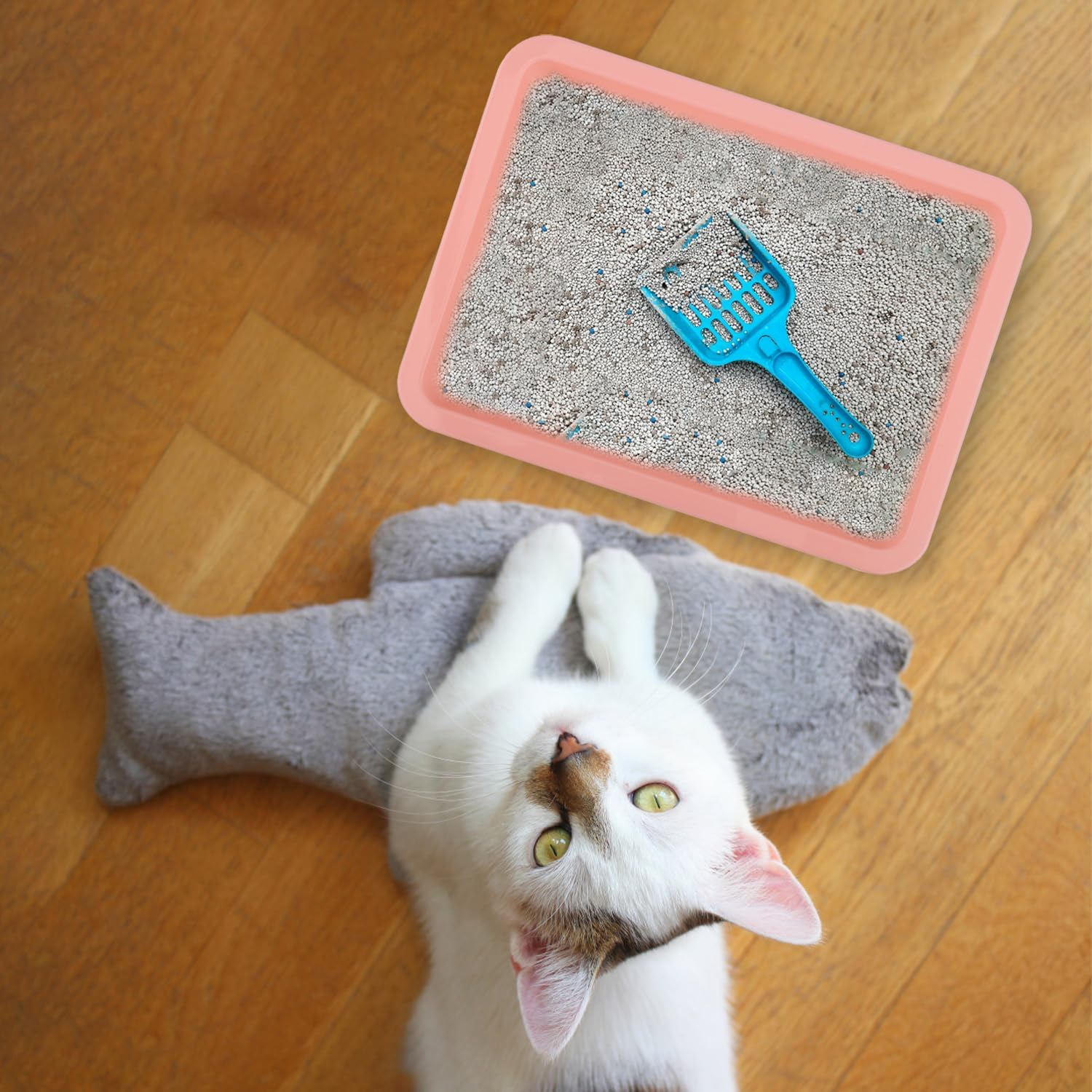 5Pcs Plastic Cat Litter Trays, Shallow Litter Box - Cat Waste Tray for Indoor Kittens (5 Colors) image number 2