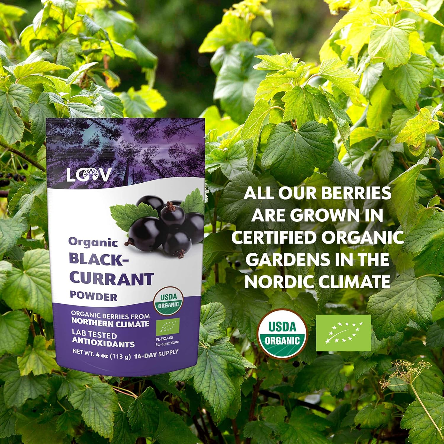 LOOV Organic Blackcurrant Powder, Made from 100% Whole Blackcurrants, Freeze Dried and Powdered Organic Blackcurrants, 113 Grams, 14-Day Supply, Grown in Northern Europe, No Added Sugar image number 4