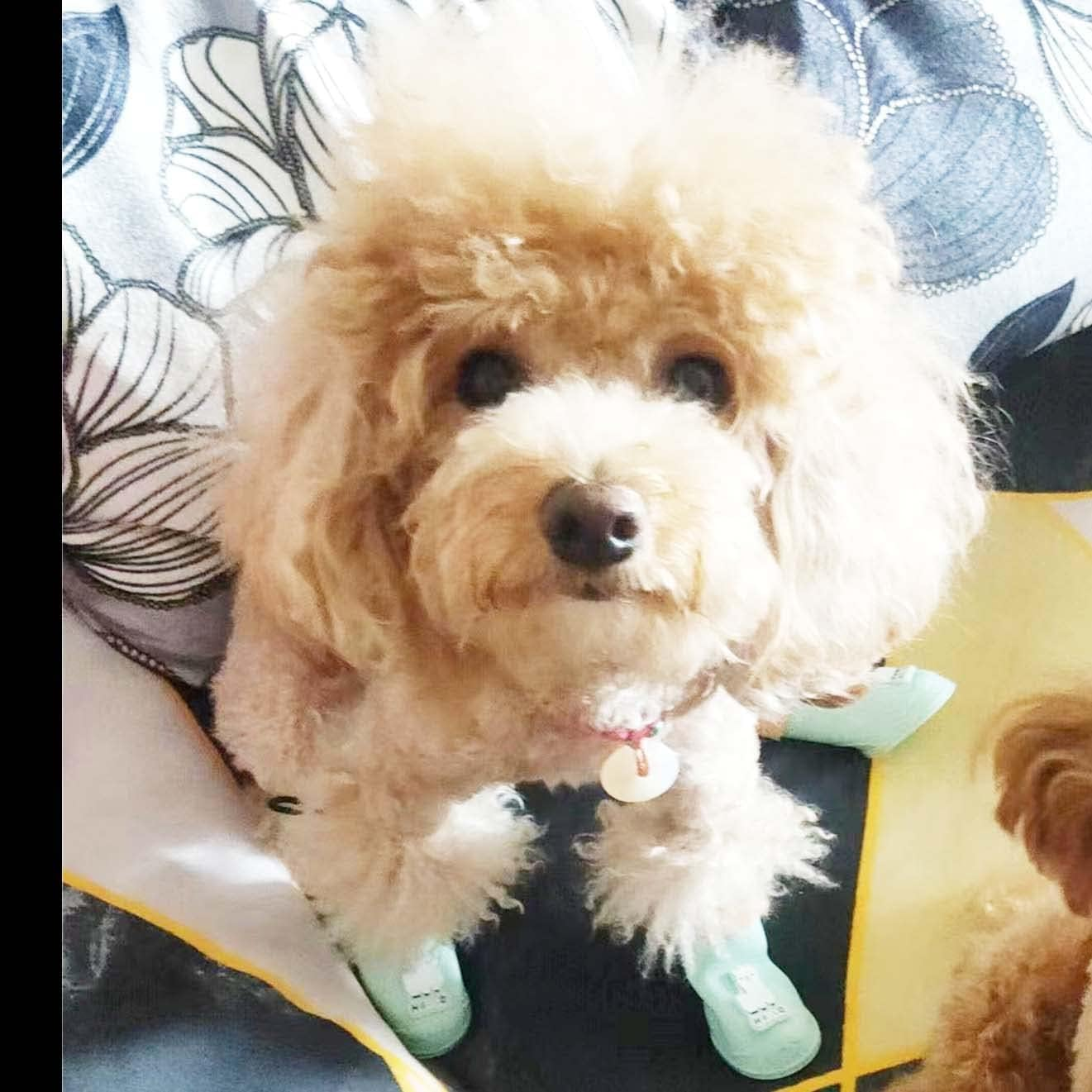 4Pcs Waterproof Dog Boots Dog Shoes for Snow and Rain Middle and Small Dogs (Blue Alpaca, S) image number 6