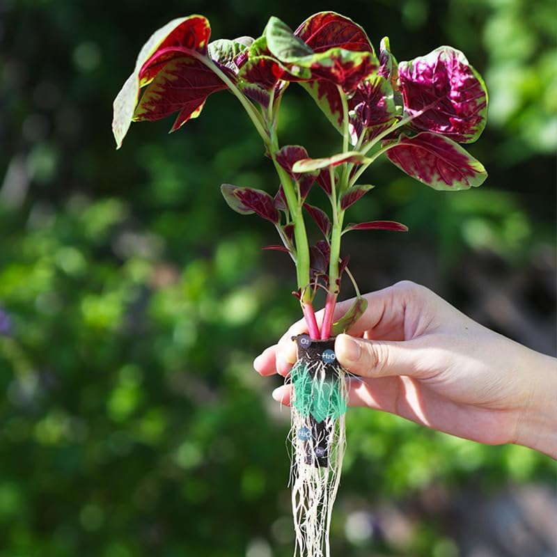 Hydroponic Garden Sponges, 50-Pack with Tweezer, Seed Pod Replacements for Aero-Garden image number 2