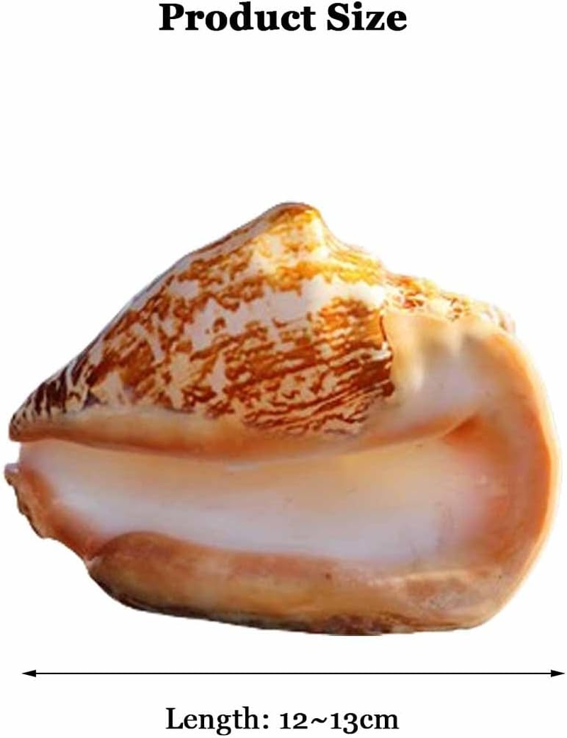 Shells,Conch Shell, Shells Natural Large Shell of Conch Home Decorations 12~16Cm(12~13Cm)