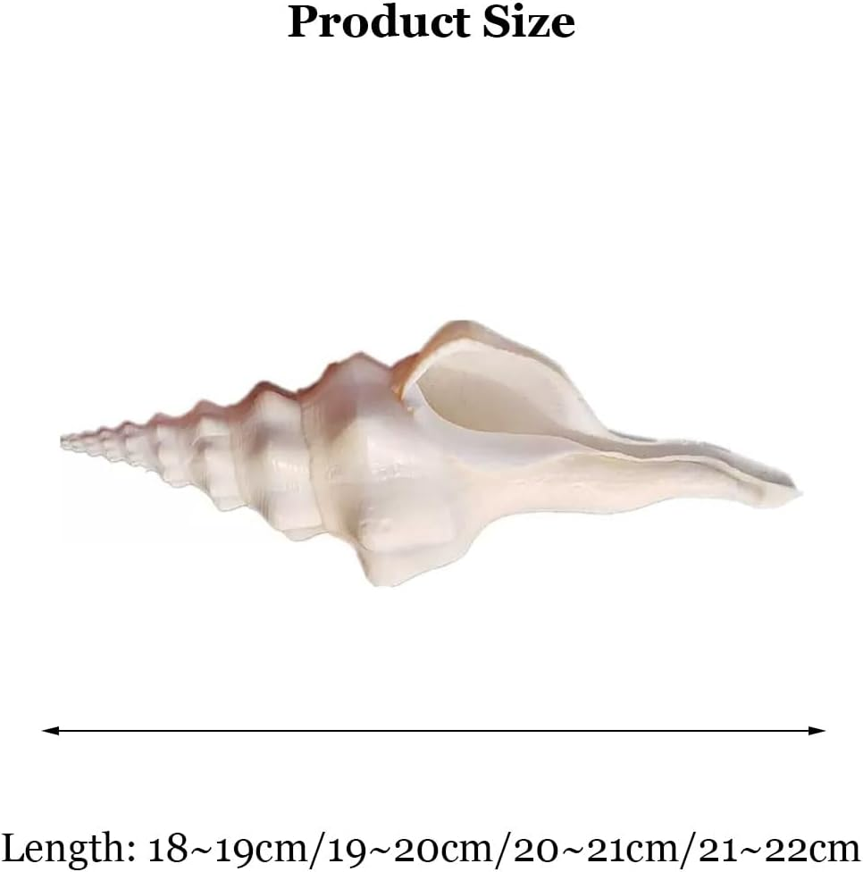 Shells,Conch Shell, Shells Natural Super Conch Landrace Spiral Snail for Decorations DIY Crafts Various(19~20Cm) image number 3