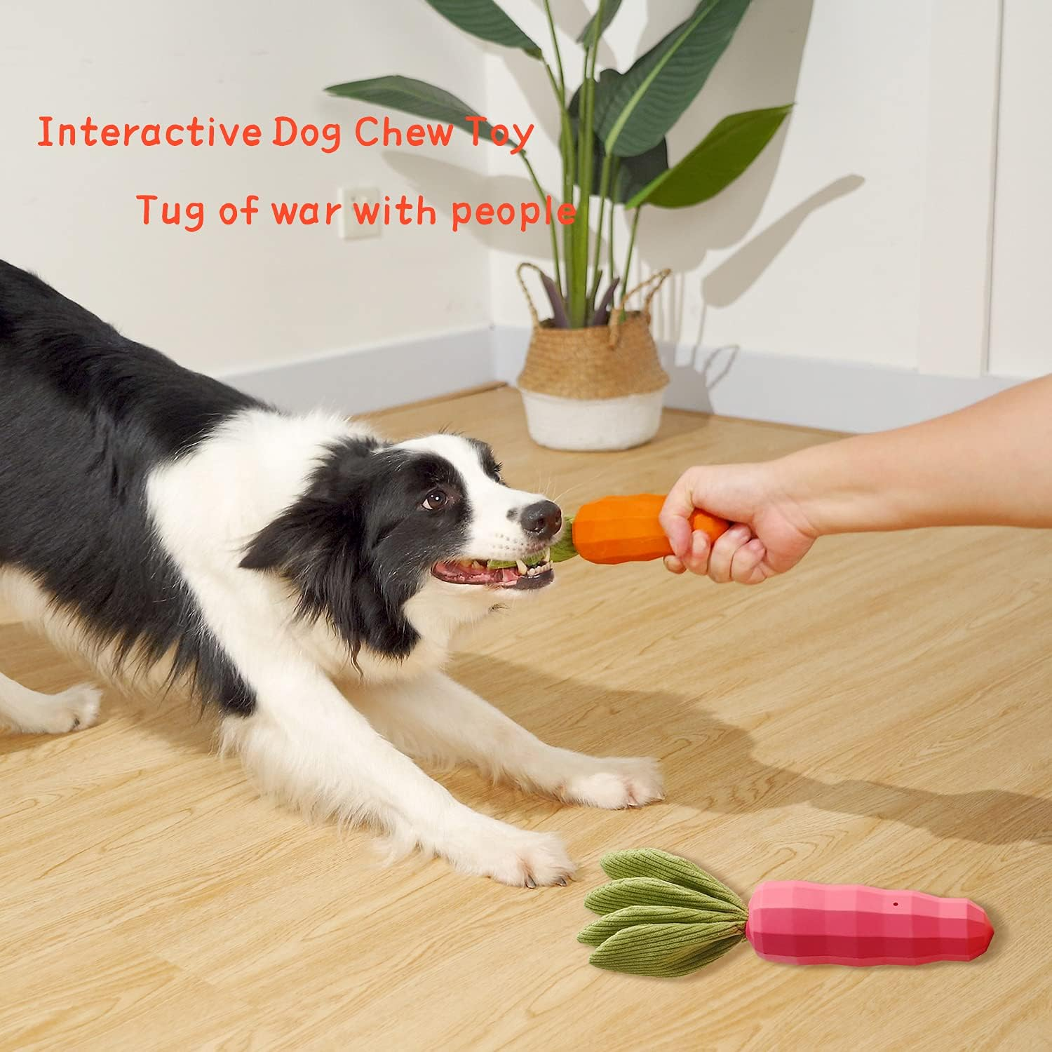 Squeaky Dog Toys Medium Small Breed Puppy - Lifetime Replacement - Fun to Chew, Chase and Fetch (Carrot) image number 2