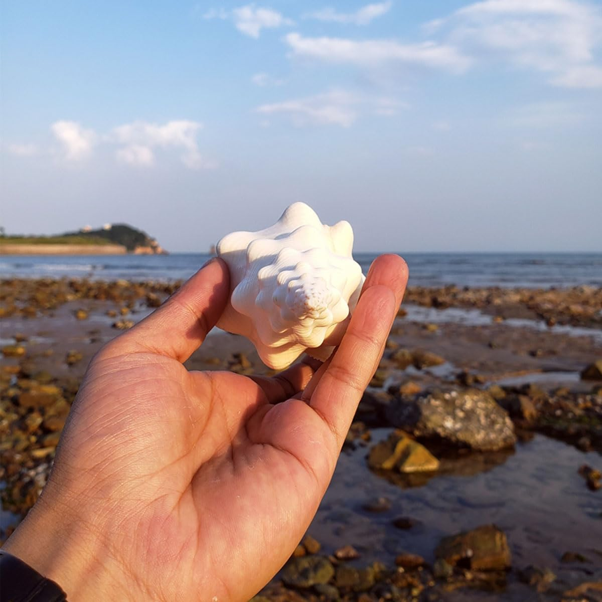 Shells,Conch Shell, Shells Natural Super Conch Landrace Spiral Snail for Decorations DIY Crafts Various(19~20Cm) image number 5