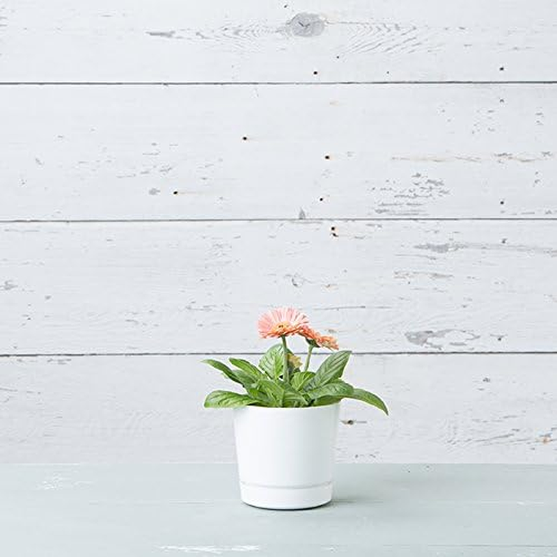 Novelty Majestic Full Depth round Cylinder Pot, Glossy White, 6-Inch (10062)