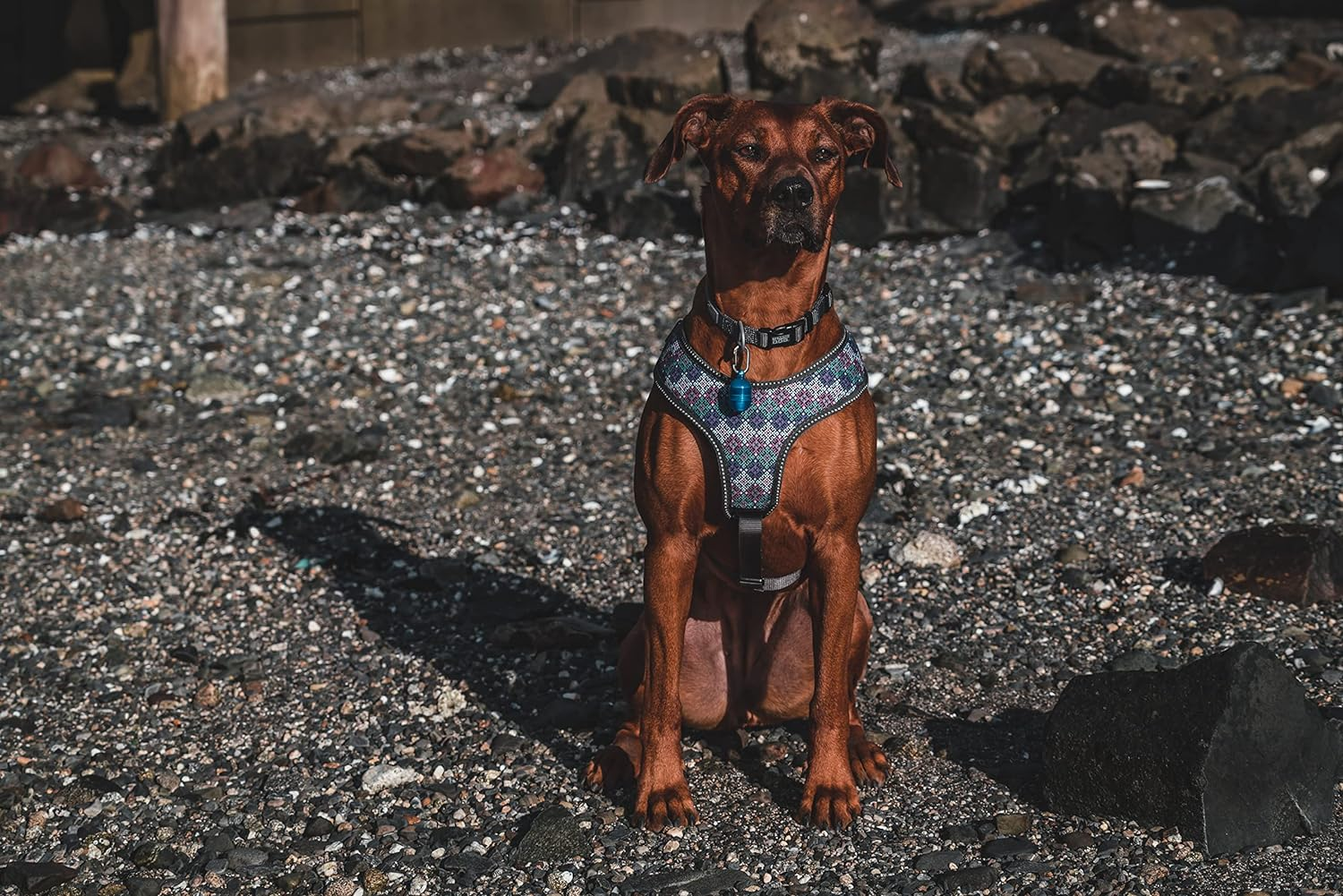 Terrain Dog Collar Light - Waterproof, Motion Activated