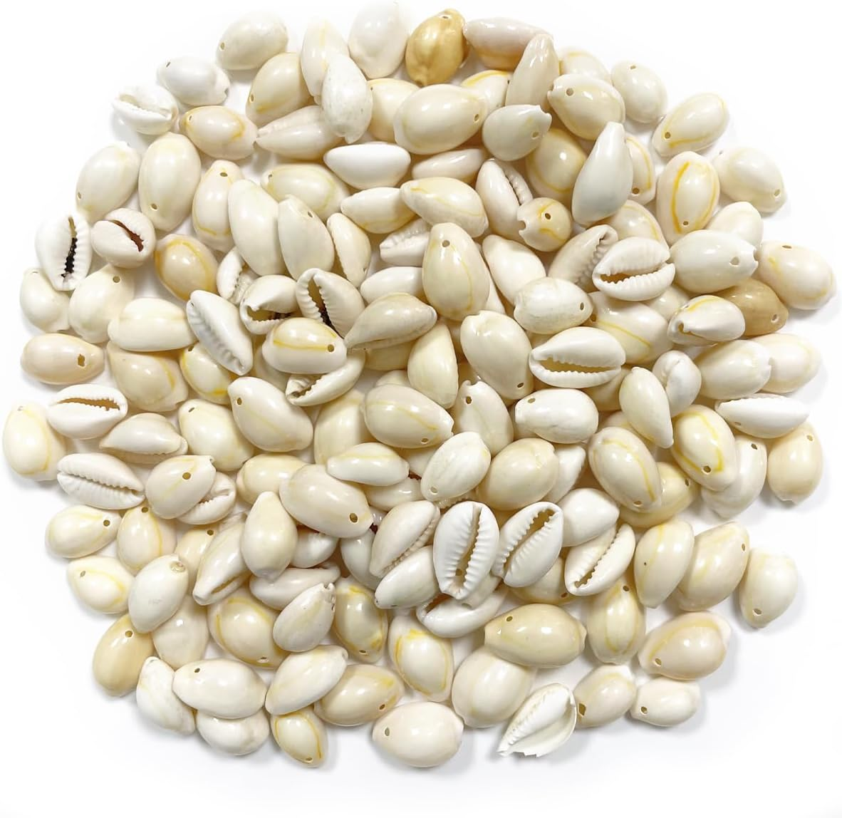 Natural Seashell Charms, 150 PCS Cowrie Shells Beads with Hole for Necklace and Bracelet, Home Decoration (About15Mm) image number 2