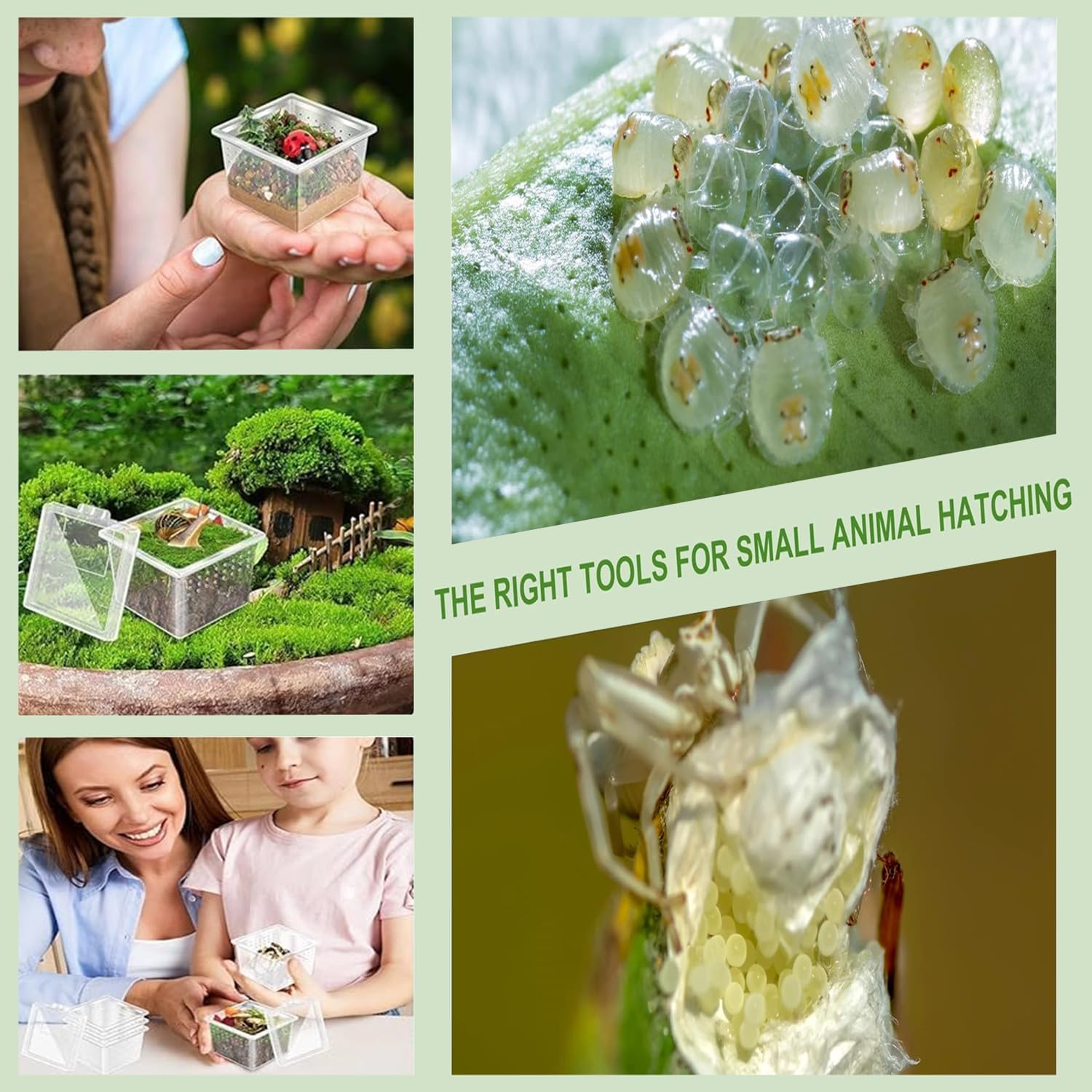 30 Pcs Insect Spider Terrariums Breeding Box, Tarantula Enclosure,Enclosures for Small Reptiles, Centipedes with Lids for Insect & Spider Breeding & Reptile Hatching(Small Size) image number 3