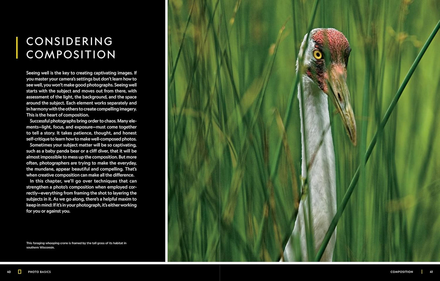 National Geographic Photo Basics: the Ultimate Beginner'S Guide to Great Photography