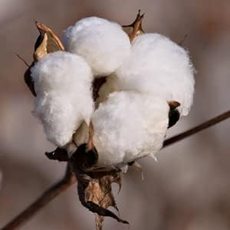 500/1000 Count 6'' Long Round/Pointed Cotton Swabs Durable Stem, Lint- Free Gun Cleaning Swabs Pure Cotton Tips for Gun Maintenance, Makeup, Pet Care, Equipment (Detailed Work) image number 6