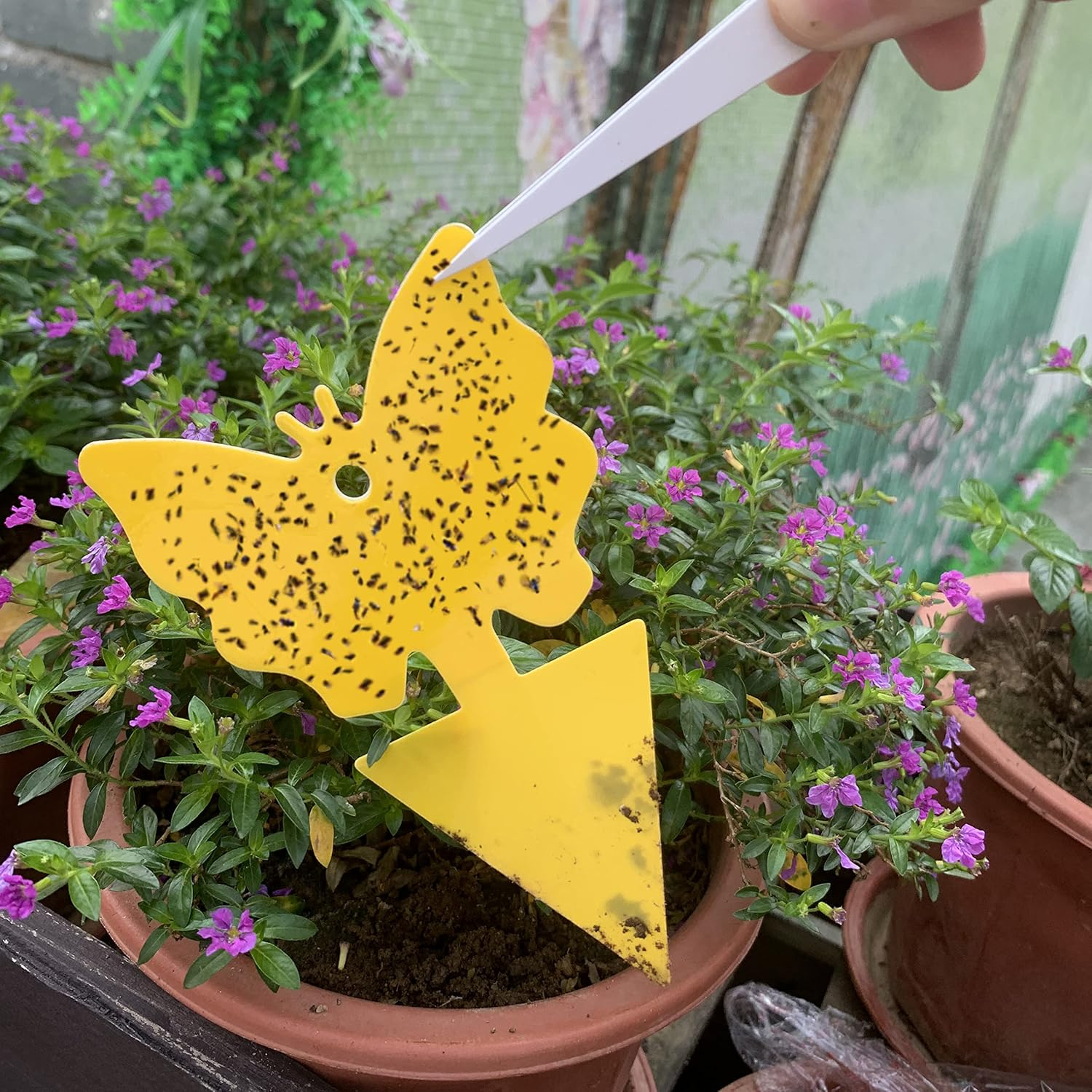 56 Pack Yellow Sticky Fly Traps Fungus Gnat Trap Killer Dual-Sided Yellow Fruit Fly Trap Insect Catcher for Houseplant Indoor and Outdoor Plants image number 5