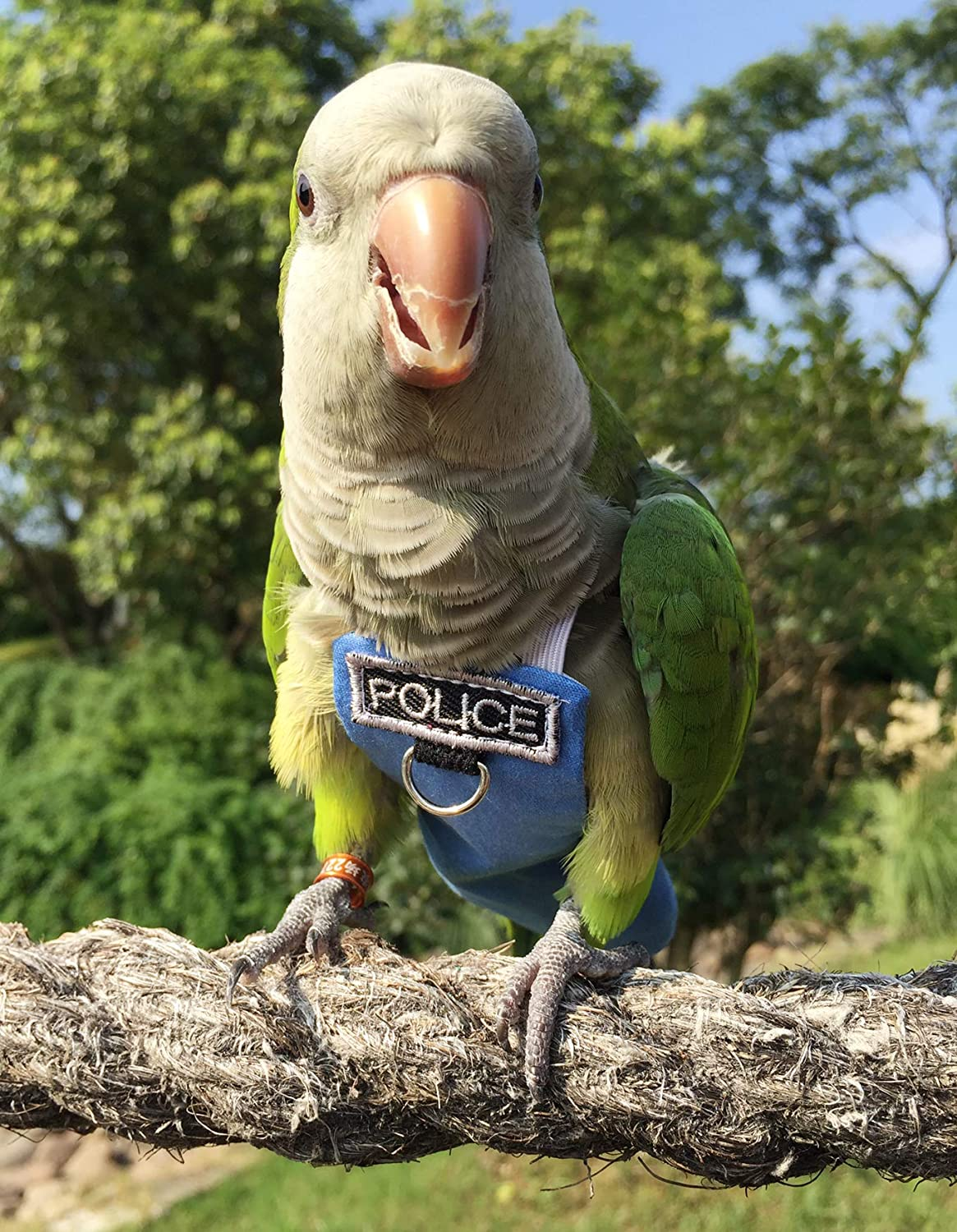Poli(L) Bird Flight Suits & Diapers - Reusable, Waterproof Pet Bird Supplies image number 3