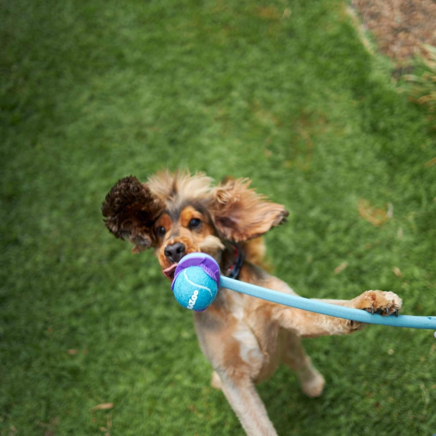 Kazoo Adjustable Eco-Friendly Ball Thrower Dog Toy image number 3