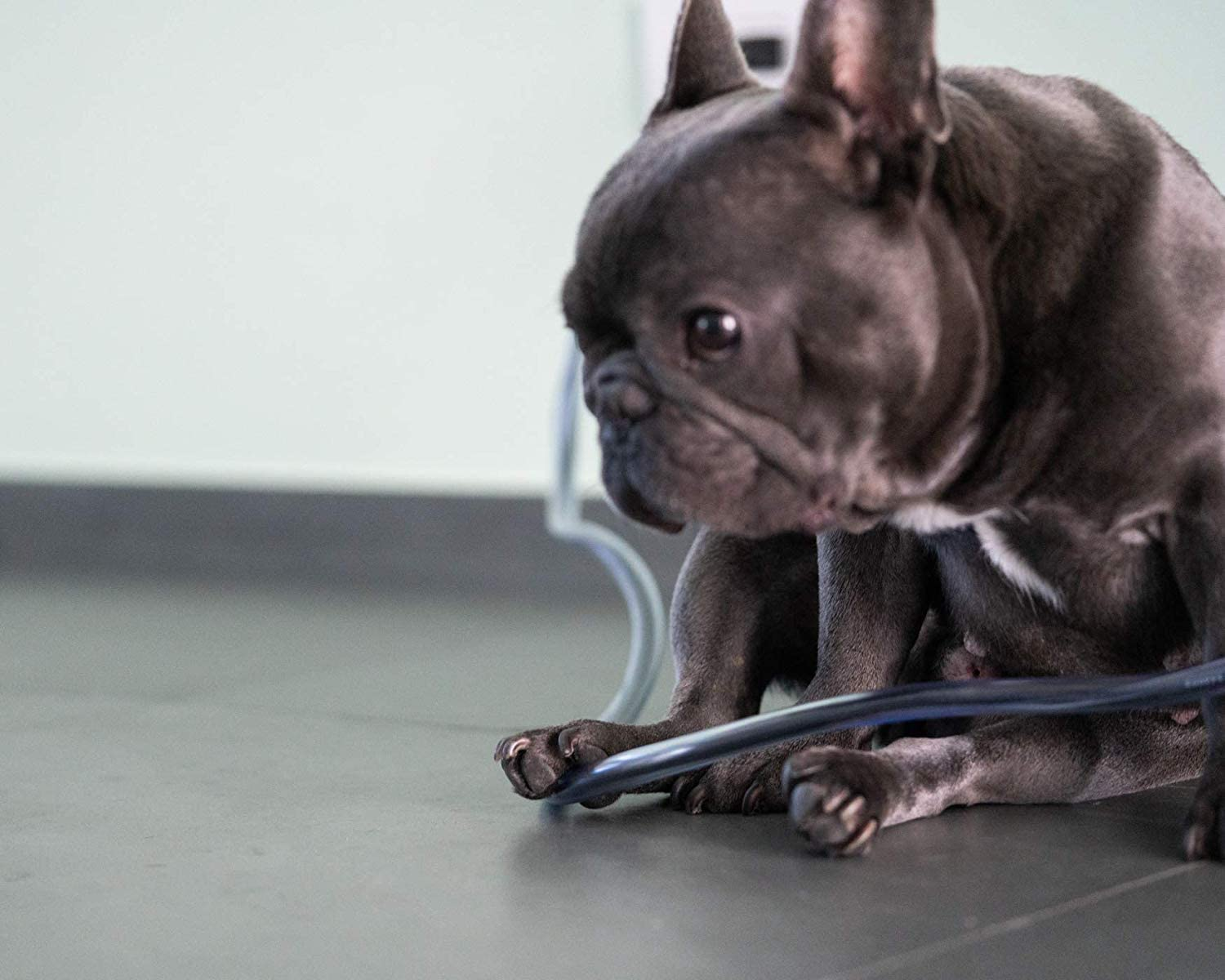 PETCORDS Dog and Cat Cord Protector- Protects Your Pets and Critters from Chewing through Cables up to 20Ft XL- Unscented Odorless image number 3