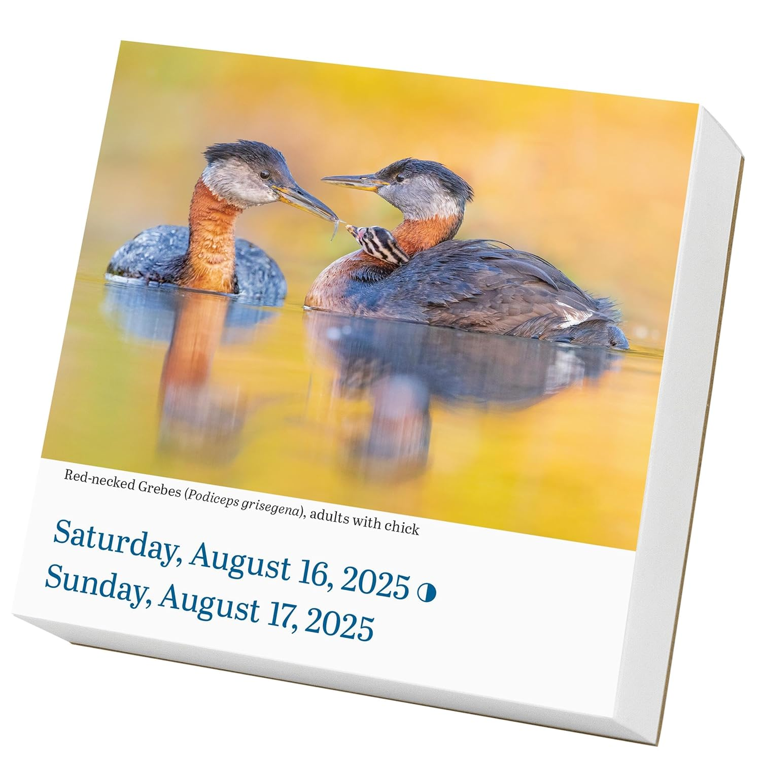 Audubon Birds Page-A-Day Calendar 2025: the World'S Favourite Bird Calendar image number 5