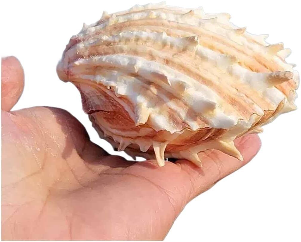 Shells,Conch Shell, Shells Natural Large Conch Shell 10-13Cm for Home Decorations,Diy Crafts(12~13Cm) image number 5