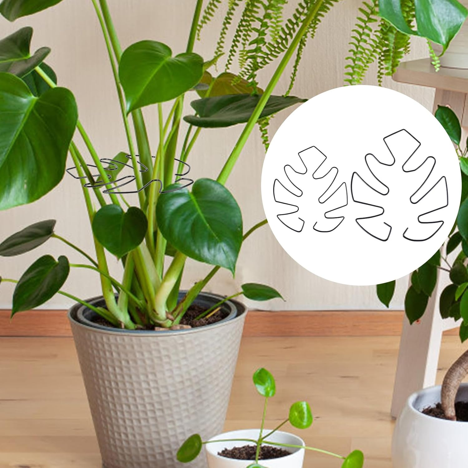BOXOB Pack of 2 Plant Supports for Monstera Leaves, 2 Sizes Hooks to Support Climbing Plant Stems, Ideal Plant Support Monstera for Thriving Plant Growth (Black) image number 3