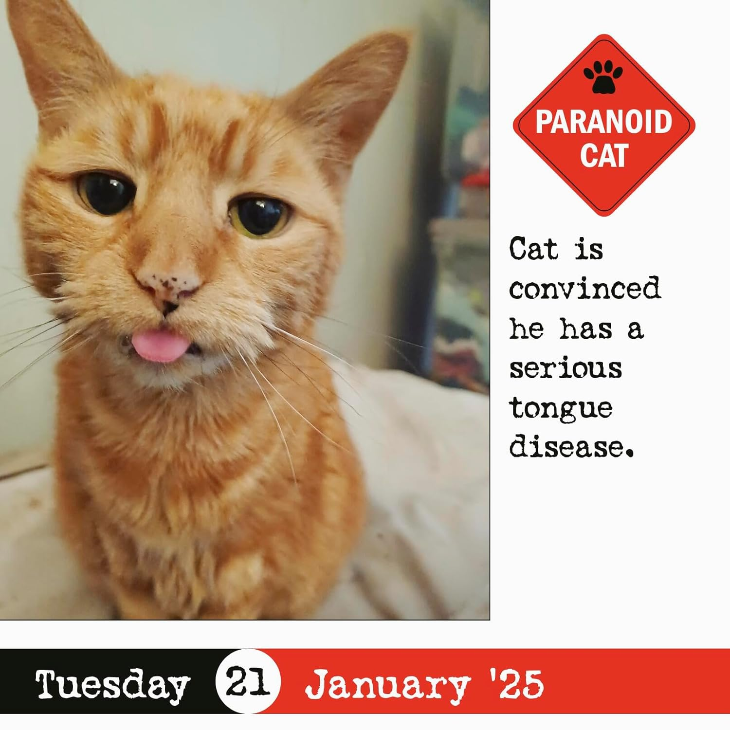 Bad Cat Page-A-Day(R) Calendar 2025: 365 Not-So-Pretty Kitties image number 4