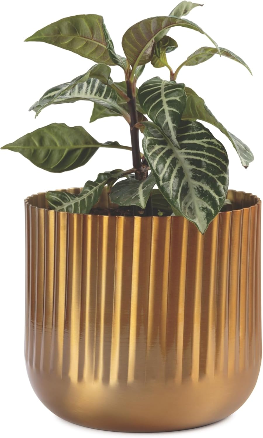 Takasho Kutta Indoor Metal Planter, 15 Cm Size