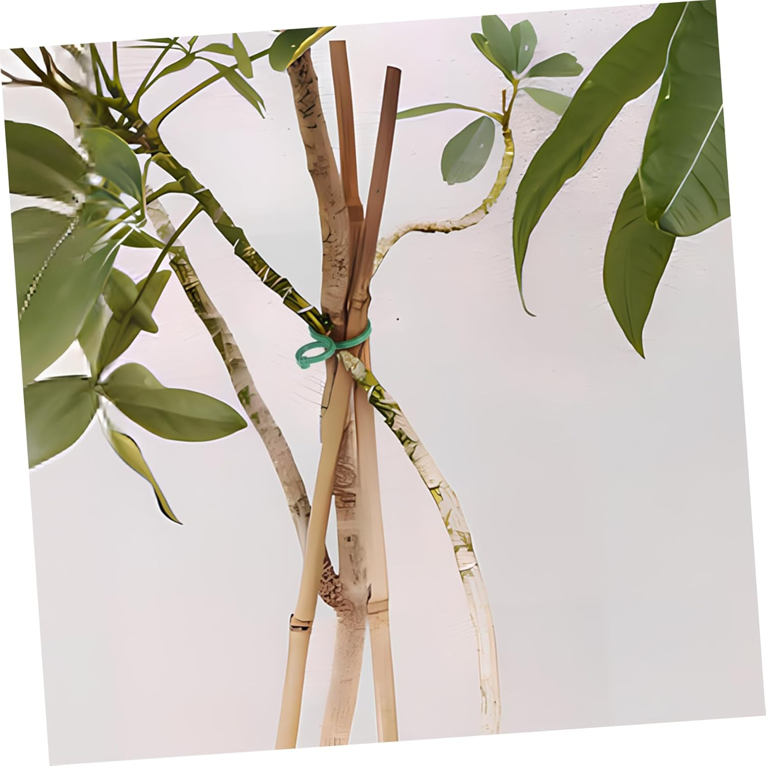 100Pcs Gardening Buckle Plant Support Clips for Indoor Outdoor Plants Stake Hanging Tree Clip Flower Vine Clamp image number 4