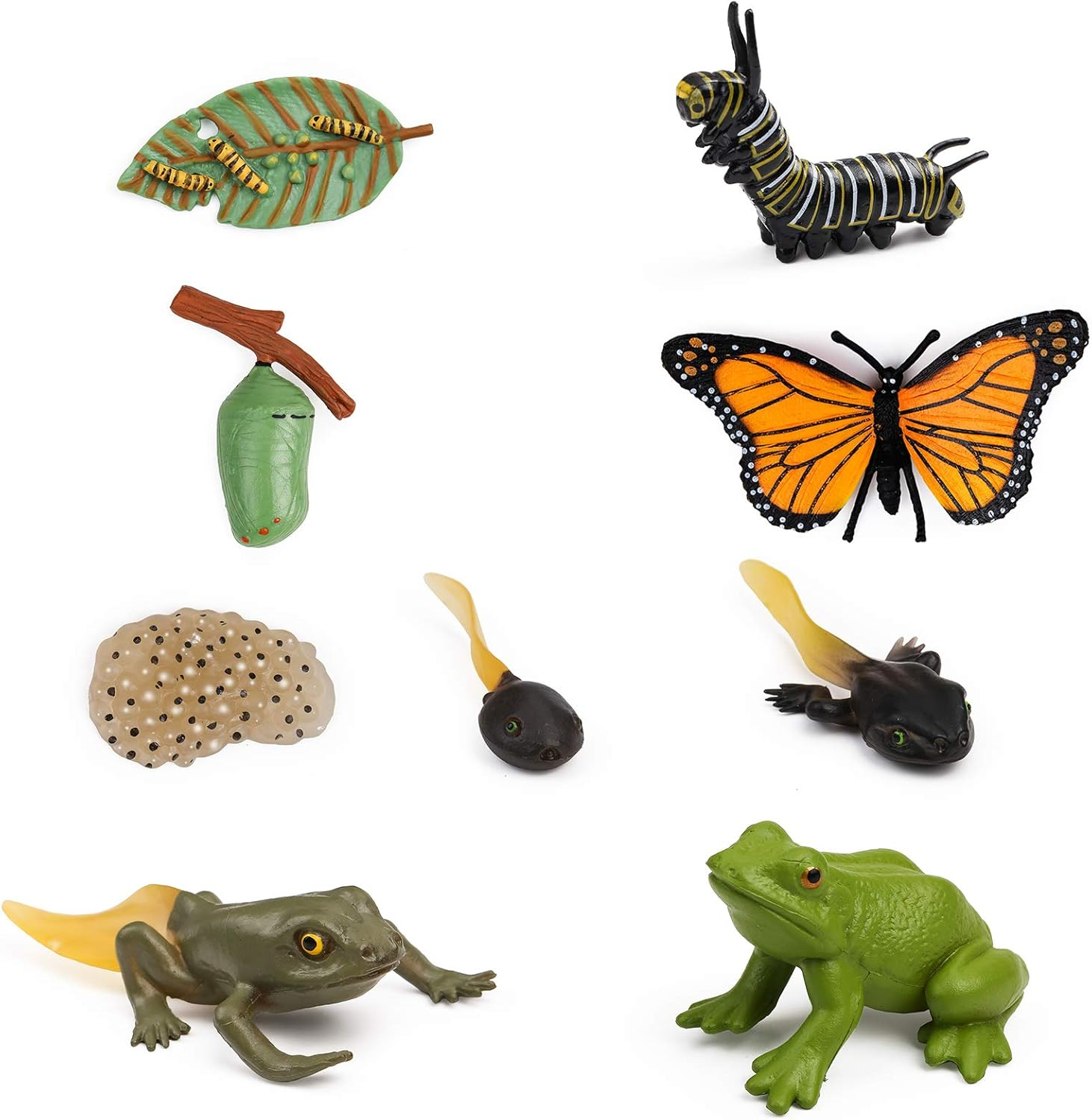 UANDME Life Cycle Figurines of a Monarch Butterfly and a Frog Realistic Education Insects Life Stages Figures for Learning and Teaching Aids image number 4