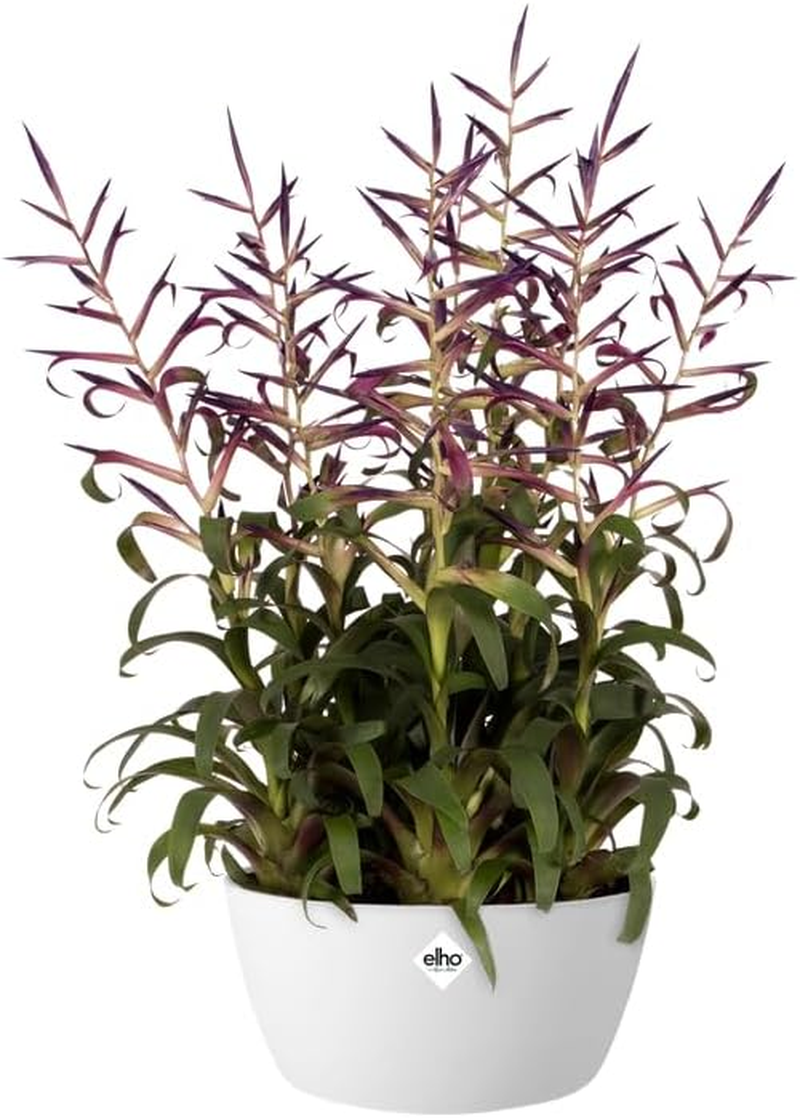 Elho Brussels Bowl - 23Cm Recycled Plastic Bowl-Shaped Large Plant Pot - Lightweight Planter Pot - Ideal for Indoor & Outdoor Planting - Flower Pot for Garden & Patio - Light Gray image number 5