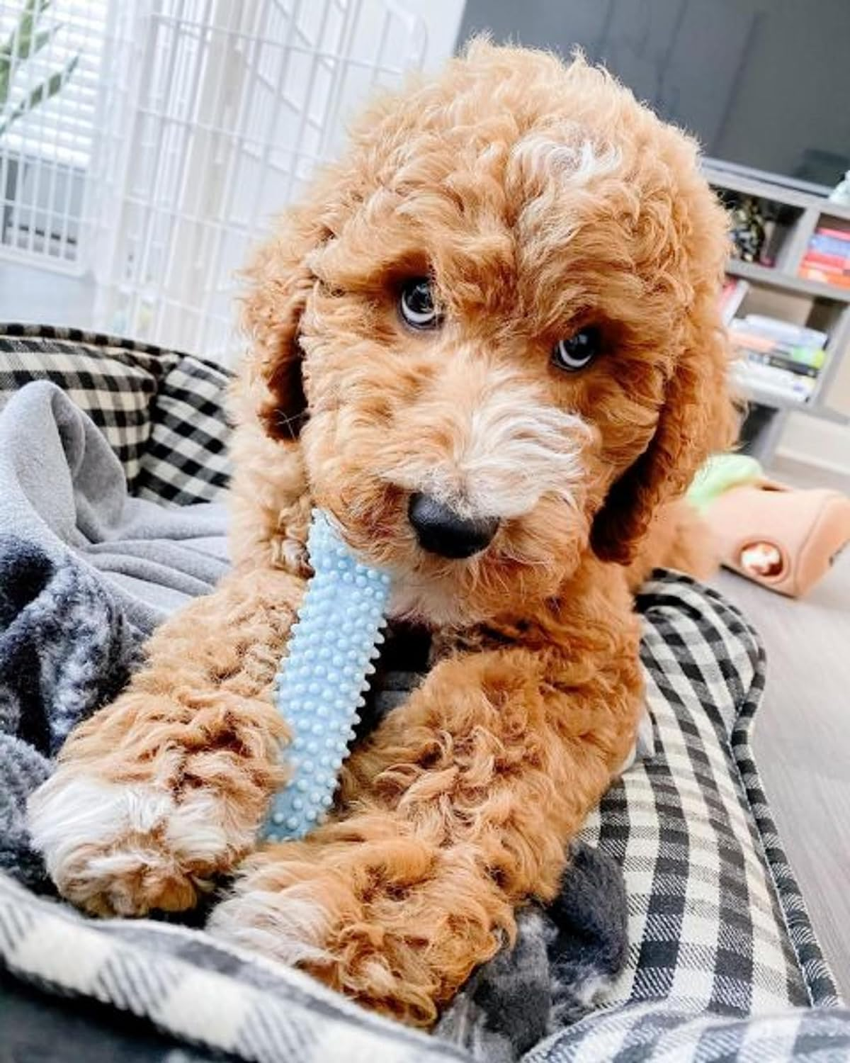 Nylabone Healthy Edibles Chicken Flavor Chew Toy Triple Pack 47 G, Blue image number 2