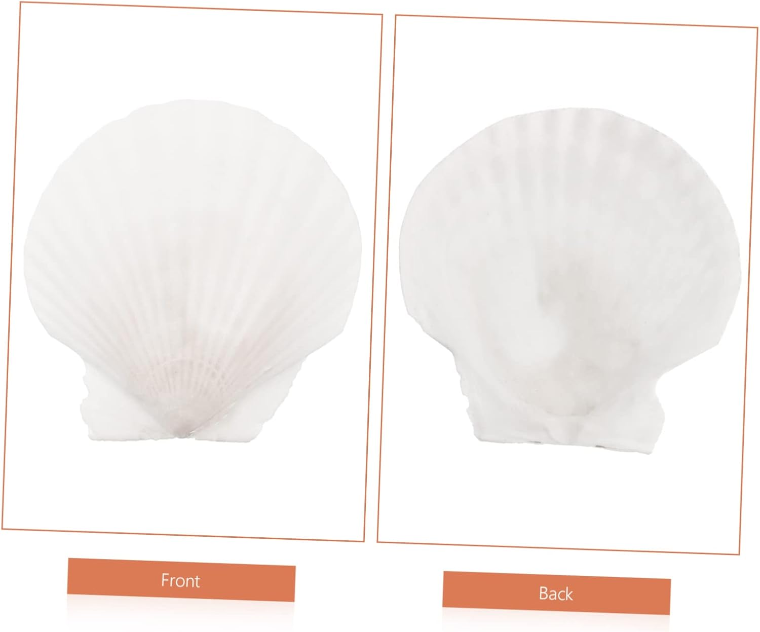 10Pcs Natural White Scallop Shells for DIY Crafts Home Decoration Aquarium Ornaments and Seasonal Projects