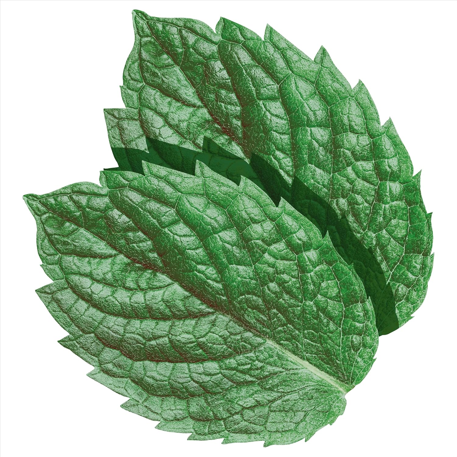 Extra Spearmint, Sugar Free Chewing Gum Pellets, 24 Packets with 10 Pieces image number 2