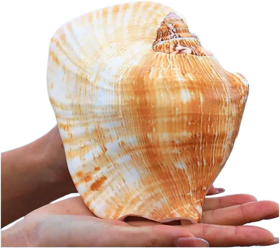 Shells,Conch Shell, Shells Natural Large Shell of Conch Home Decorations 12~16Cm(12~13Cm) image number 1