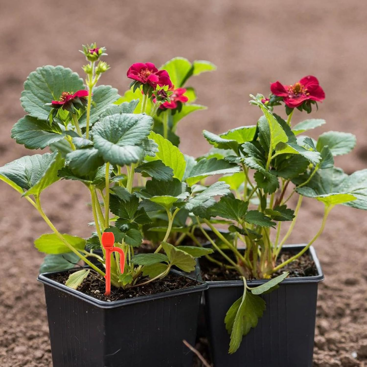 1Bag Strawberry Seedling Fork Gardening Plant Fixing Clips Reusable Vine Fixing Clip Fastening Vines Clamp Stolon Fastening Hook Bed Rails image number 1