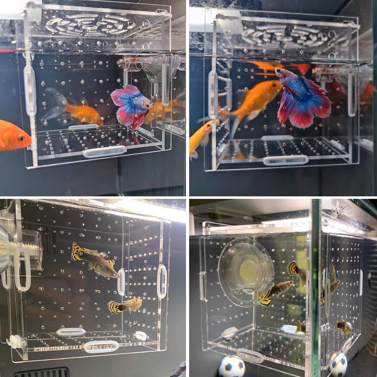 Acrylic Fish Breeding Box, 1Pc Transparent Acrylic Aquarium Isolation Box with Suction Cup,Acrylic Fish Isolation Breeding Box image number 3