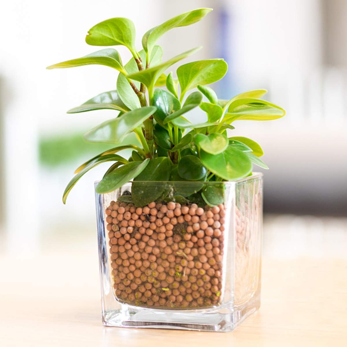 Clay Pebbles Gardening Ceramsite Orchid Hydroponic Grow Media Clay Rocks Drainage Water Purification Ceramsite Decor Cultivation Soil Stone Horticultural Grade for Soil Hydroponics Aquaponics 2.2Lb