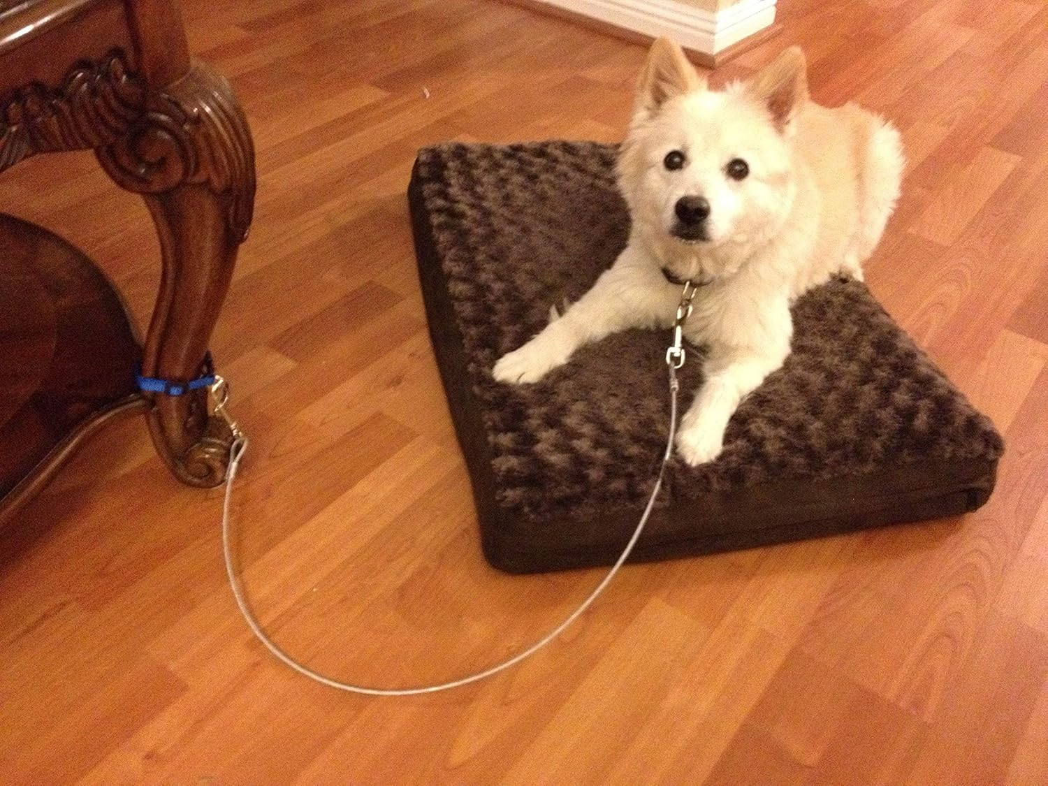 Dog Training Tie Out Cable, 3 Ft Begging Jumping Destructive Chewing Housetraining Counter Surfing Teething Puppy Potty Training Tether Chew Proof Cable (Tie-Down Only)