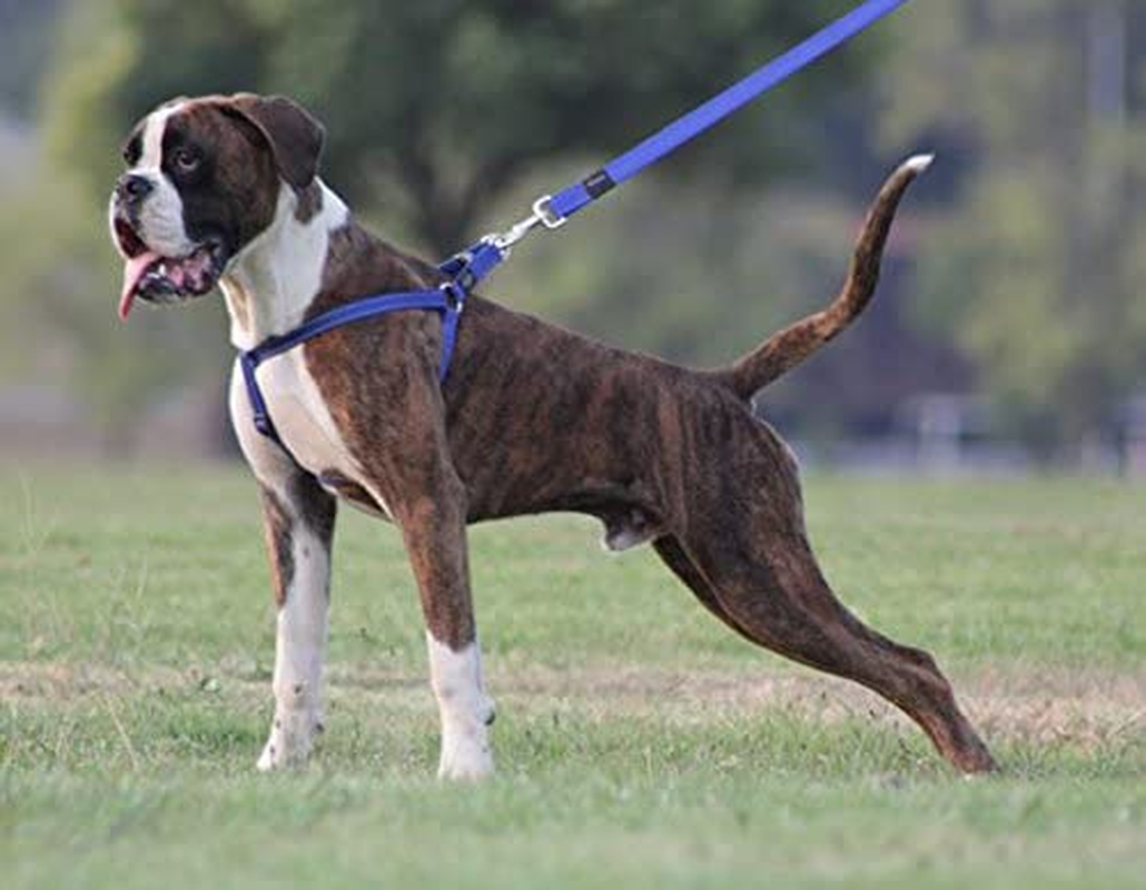 Rogz Utility Step-In Harness Fanbelt, Large, Black - Orange image number 4