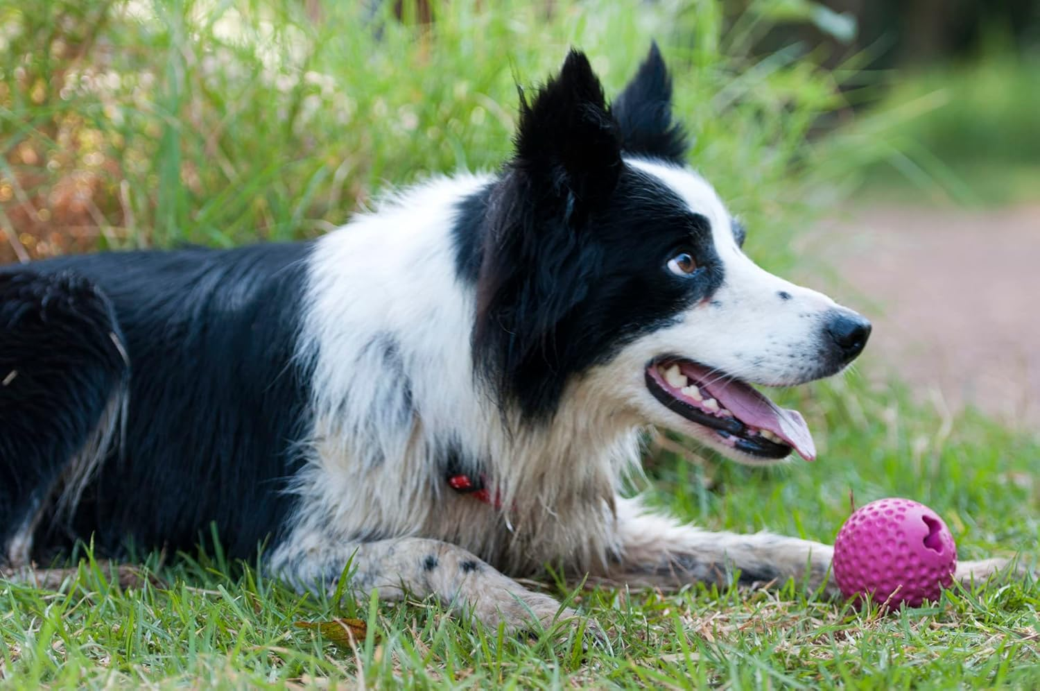 Rogz Gumz Ball Lime, Medium image number 3