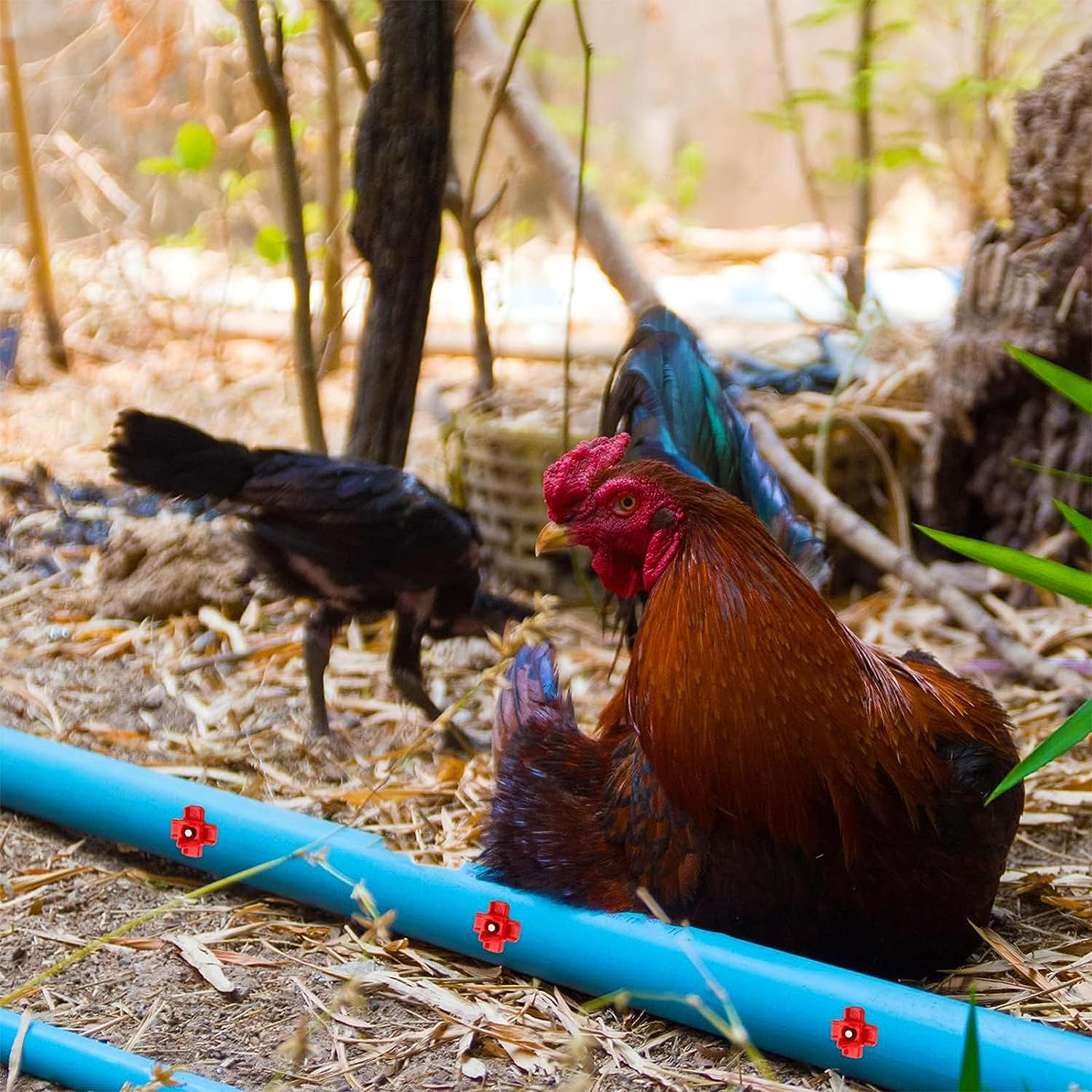 Chicken Waterer Nipples Automatic Poultry Nipples Horizontal Side Mount Chicken Drinkers Automatic with Drill Bit, Chick Waterer for Poultry Chicken Quail Duck (24 Pcs) image number 4