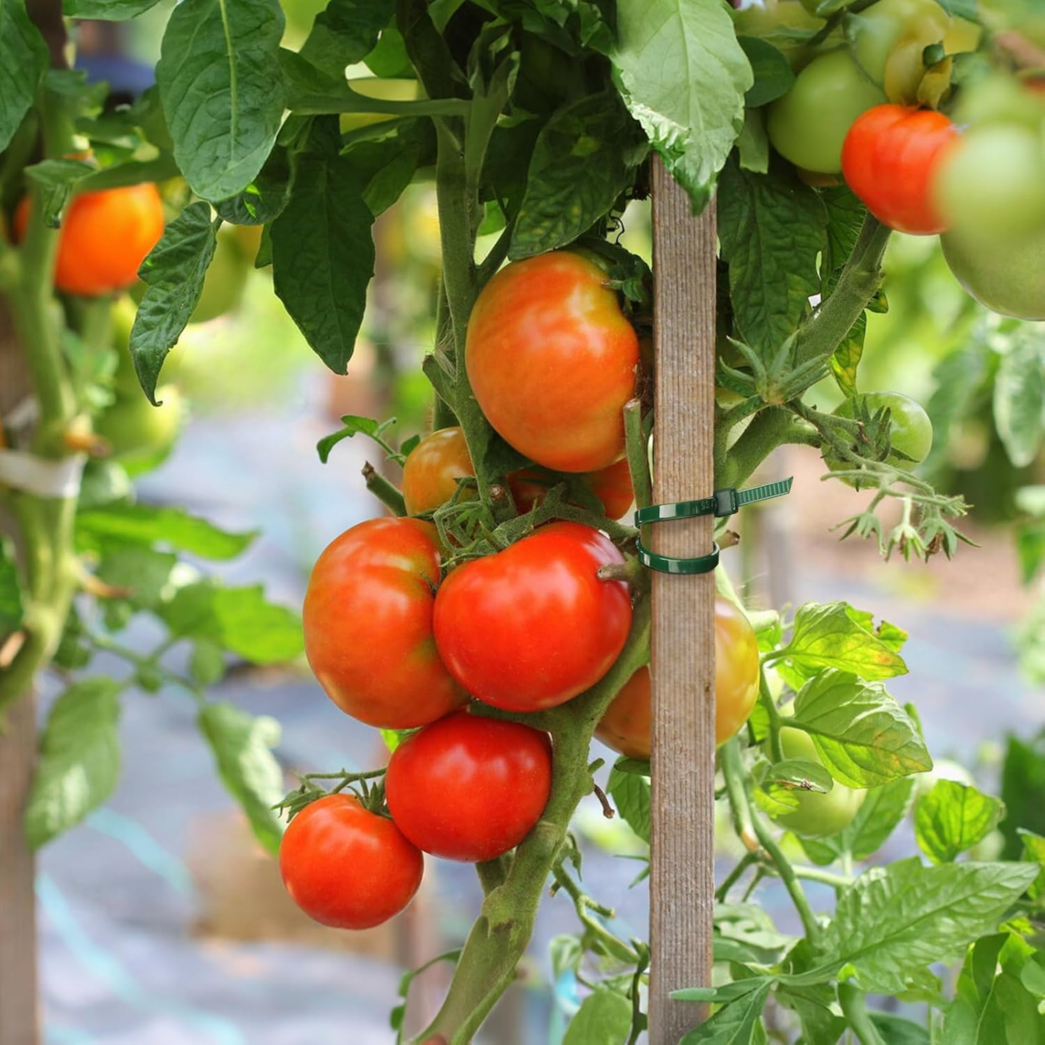 KINGLAKE GARDEN Green Zip Ties 4 Inch 3MM 100 Pack Green Nylon Tie,Premium Plastic Wire Ties for Indoor and Outdoor