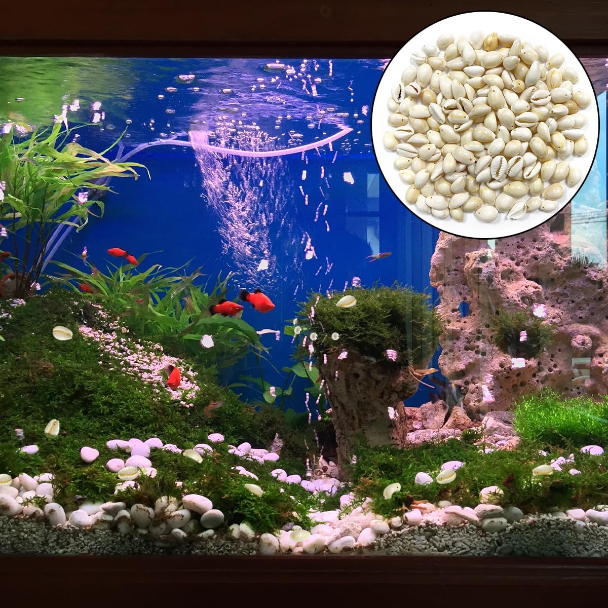 Natural Seashell Charms, 150 PCS Cowrie Shells Beads with Hole for Necklace and Bracelet, Home Decoration (About15Mm) image number 3