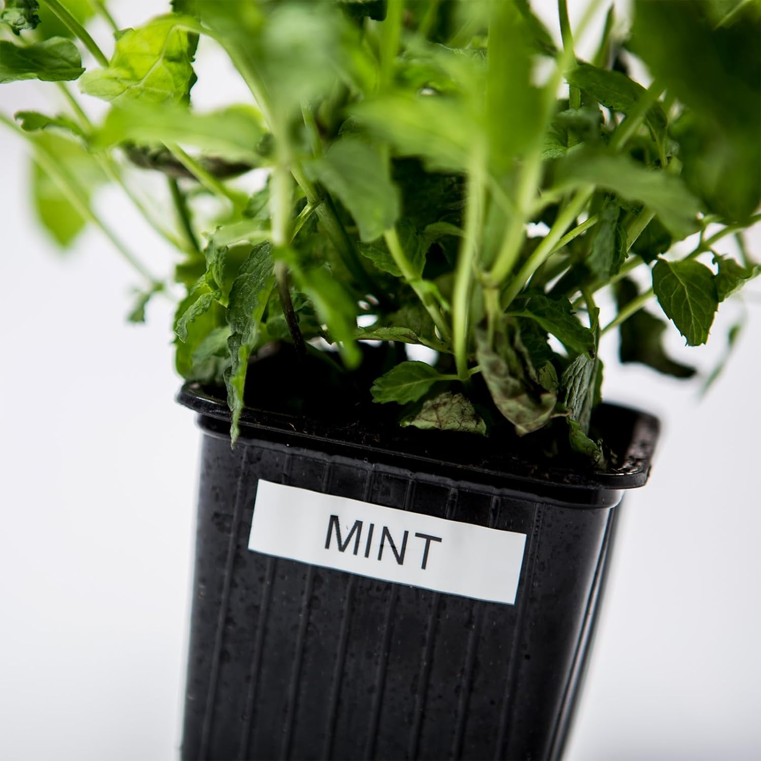 Brother Genuine Tze-231 Laminated Tape, Black on White, 12Mm X 8M, Twin Pack image number 1