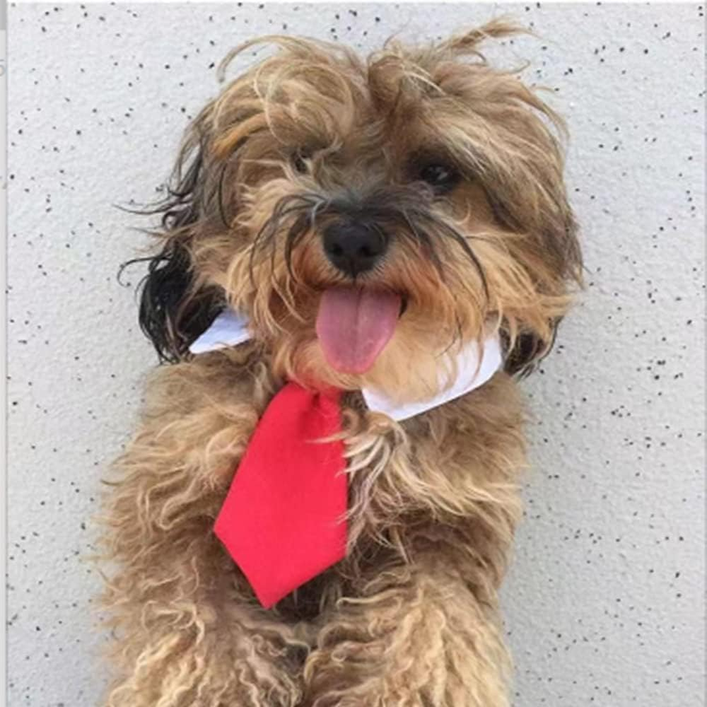 Small Dog Wedding Collar Cat Bow Tie for Cat Formal Dog Wedding Attire White Puppy Collar Dog Neckties Pet Tuxedo Costume for Cats Kitten Small Dogs (Red, S) image number 4