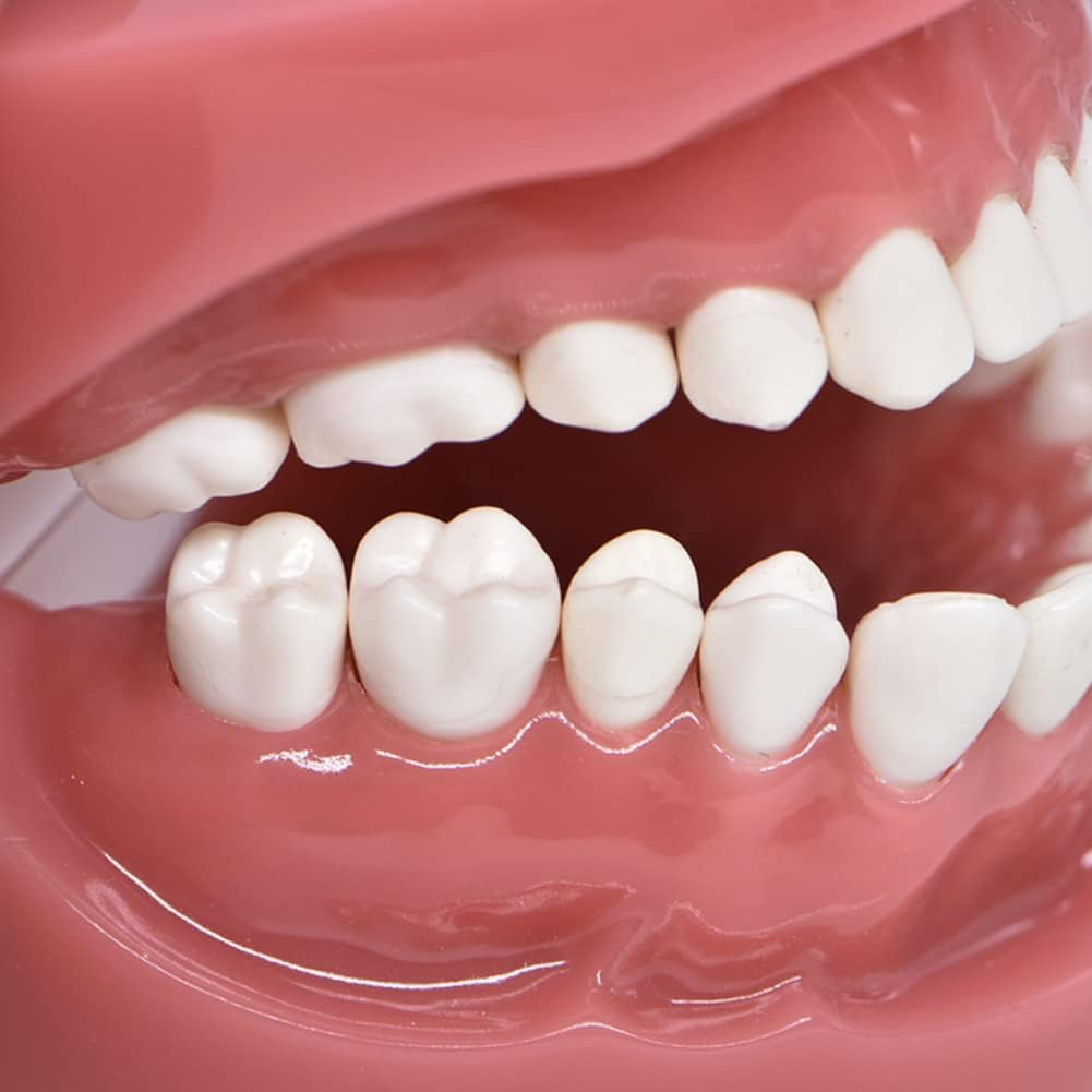 Dental Model Typodont Tooth Model 1:1 Brushing Flossing Practice Teeth Mode Gingiva Visible Anatomic Demonstration for Study Adult Standard Teaching Model image number 4